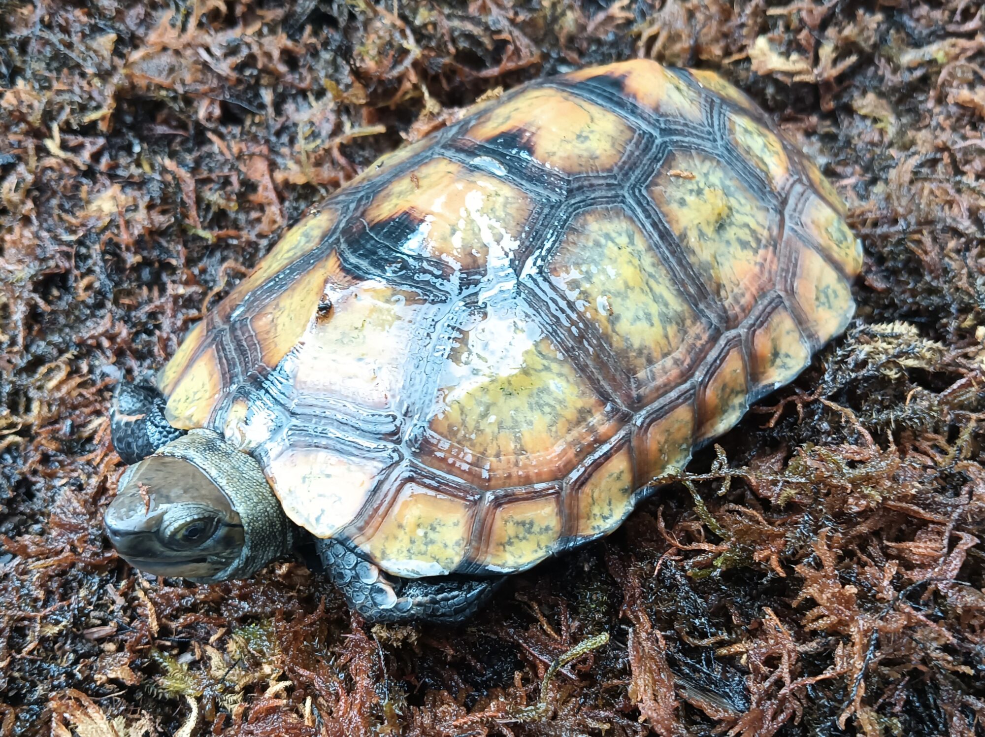 ニホンイシガメ　mj1825