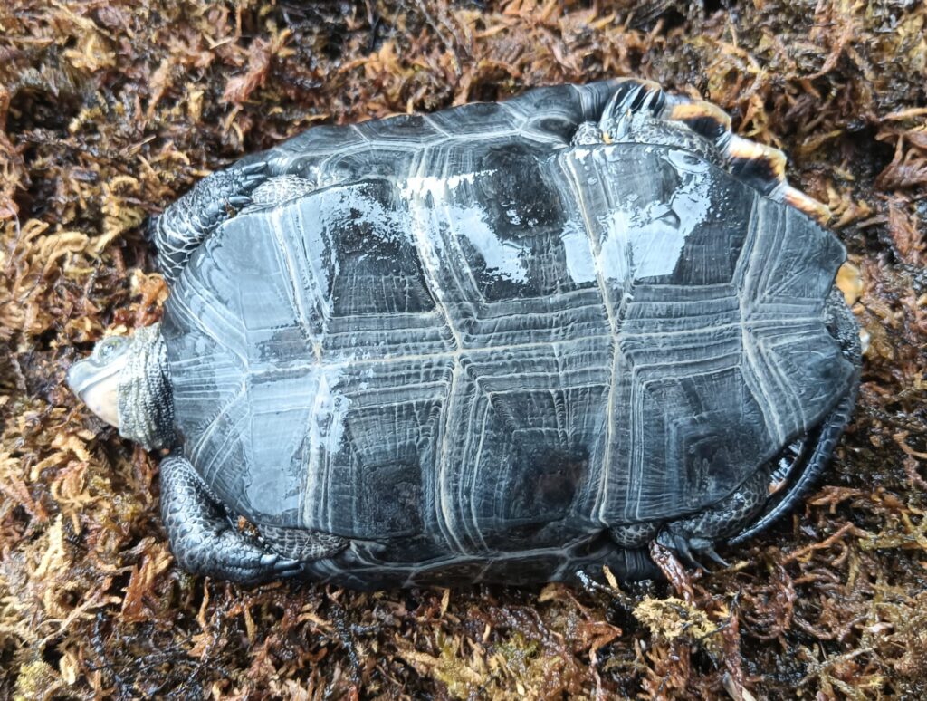 ニホンイシガメ　販売