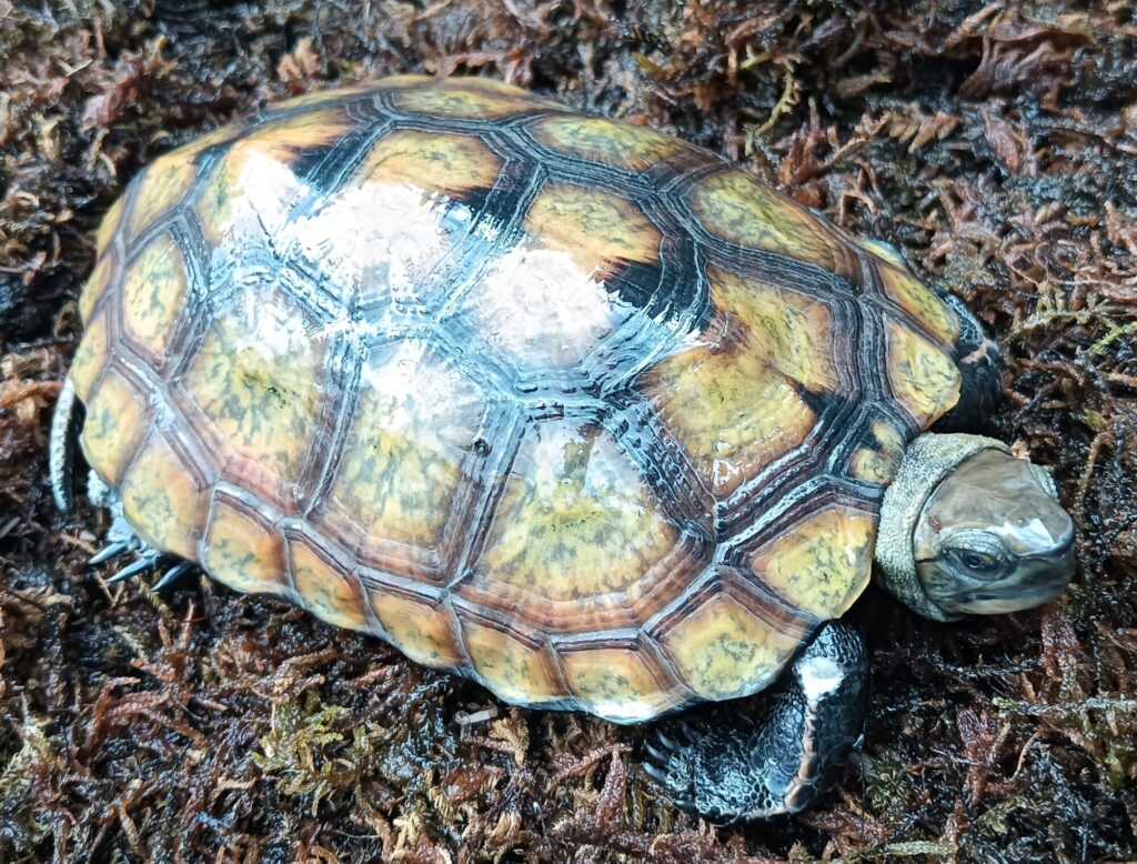 ニホンイシガメ　販売