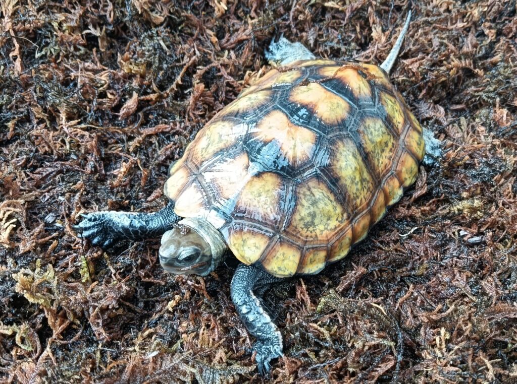 ニホンイシガメ　販売