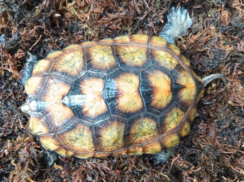 ニホンイシガメ　販売