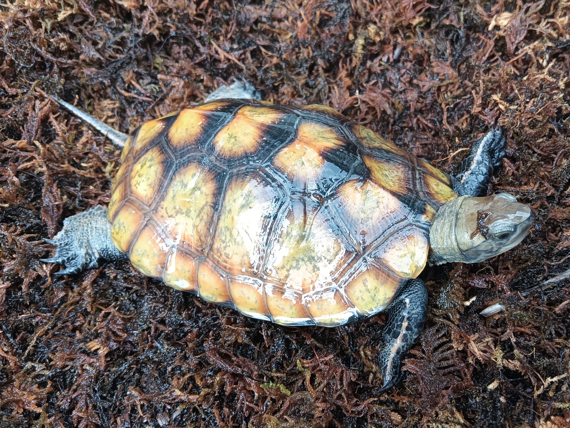 ニホンイシガメ　mj1925