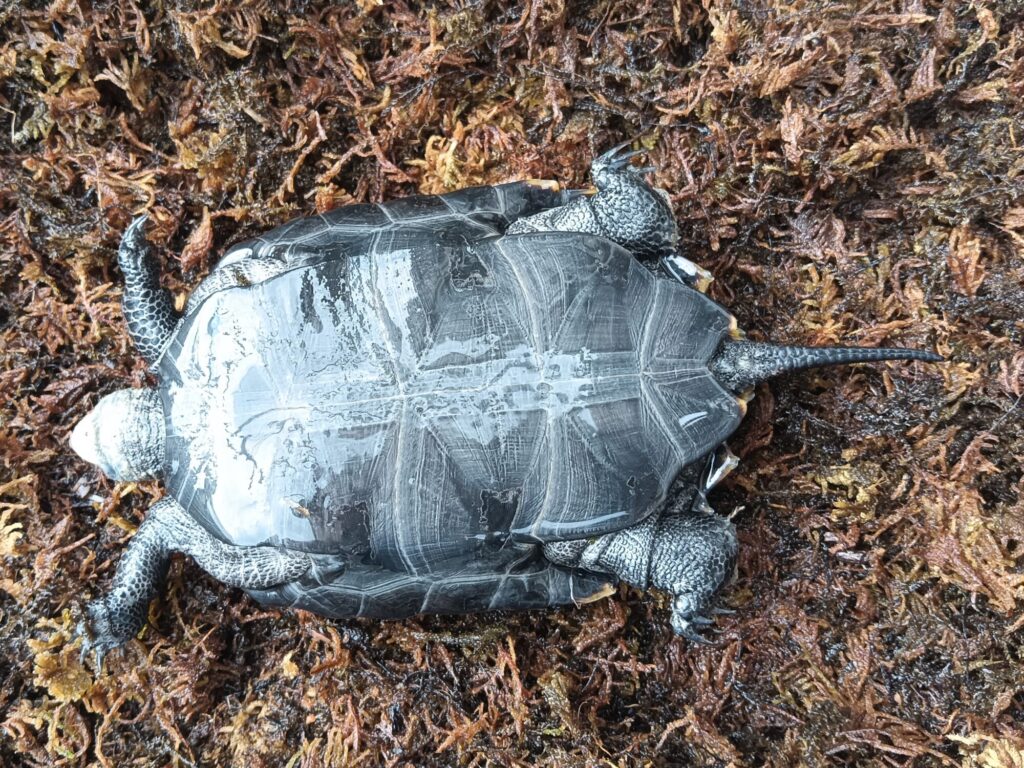 ニホンイシガメ　販売