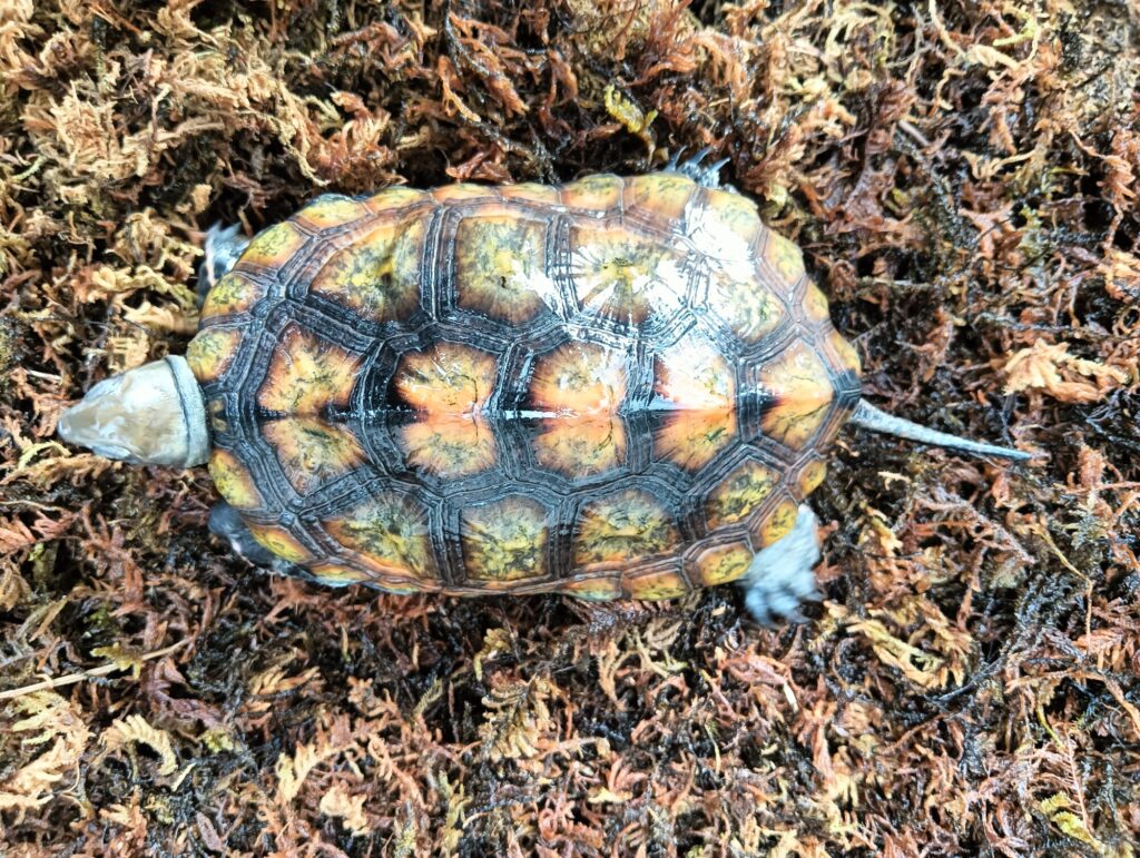 ニホンイシガメ　販売