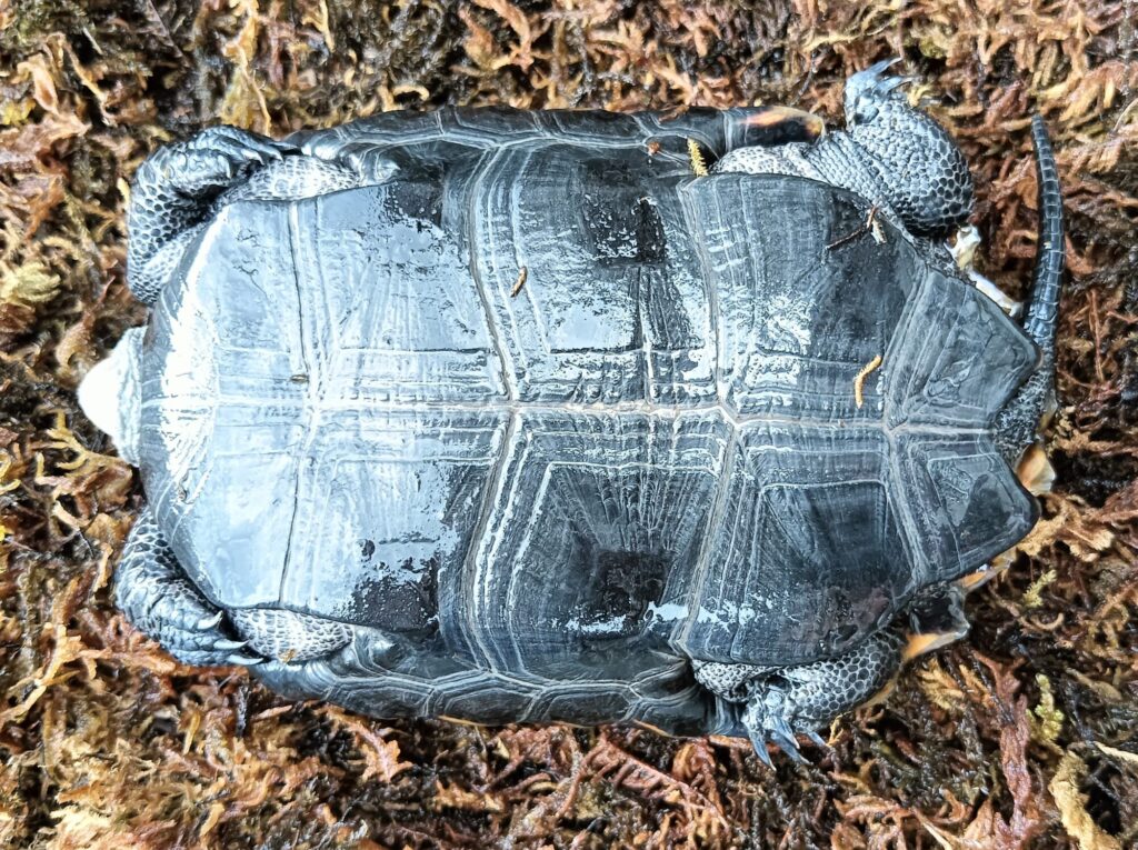 ニホンイシガメ　販売