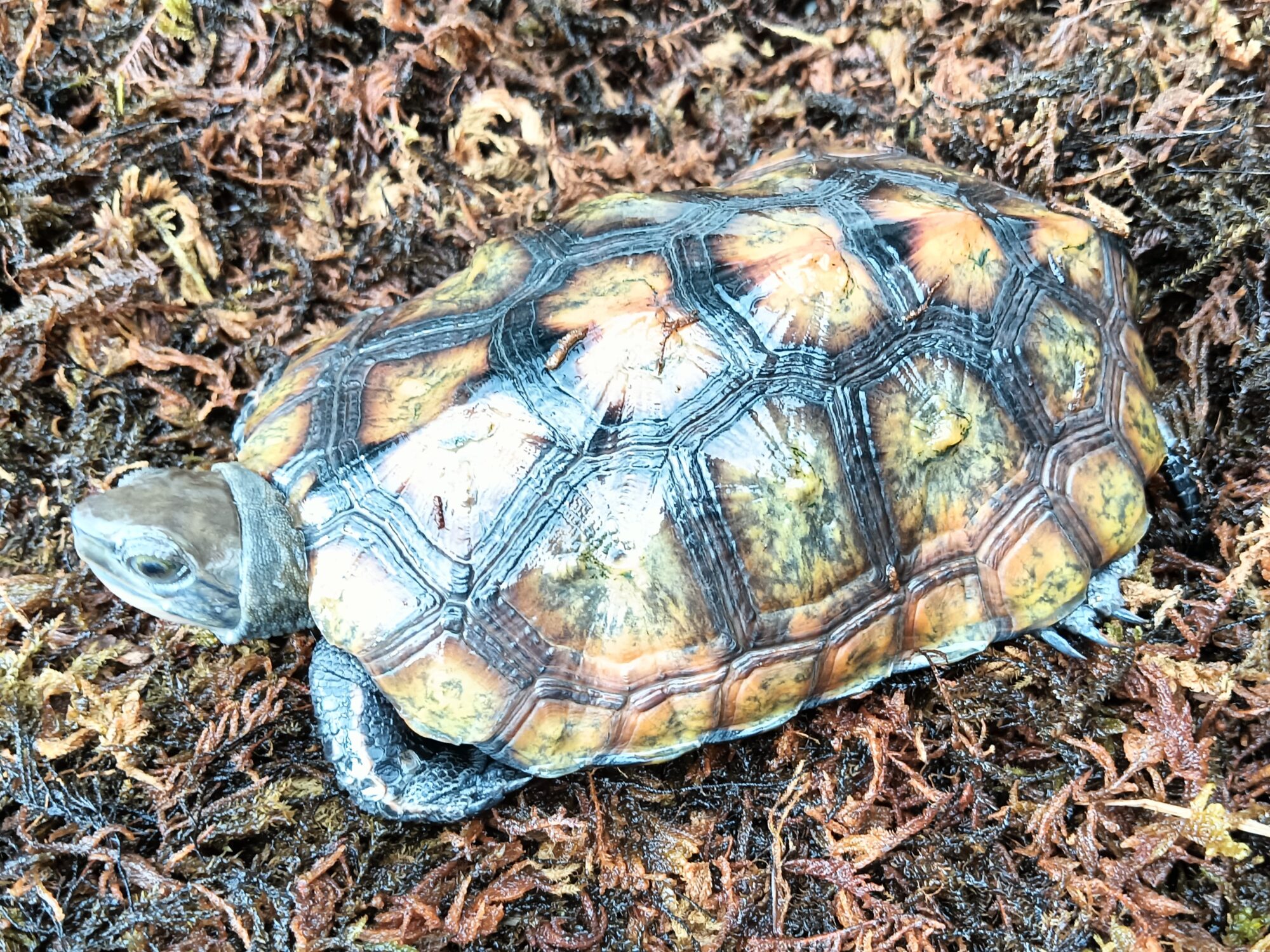 ニホンイシガメ　mj2025