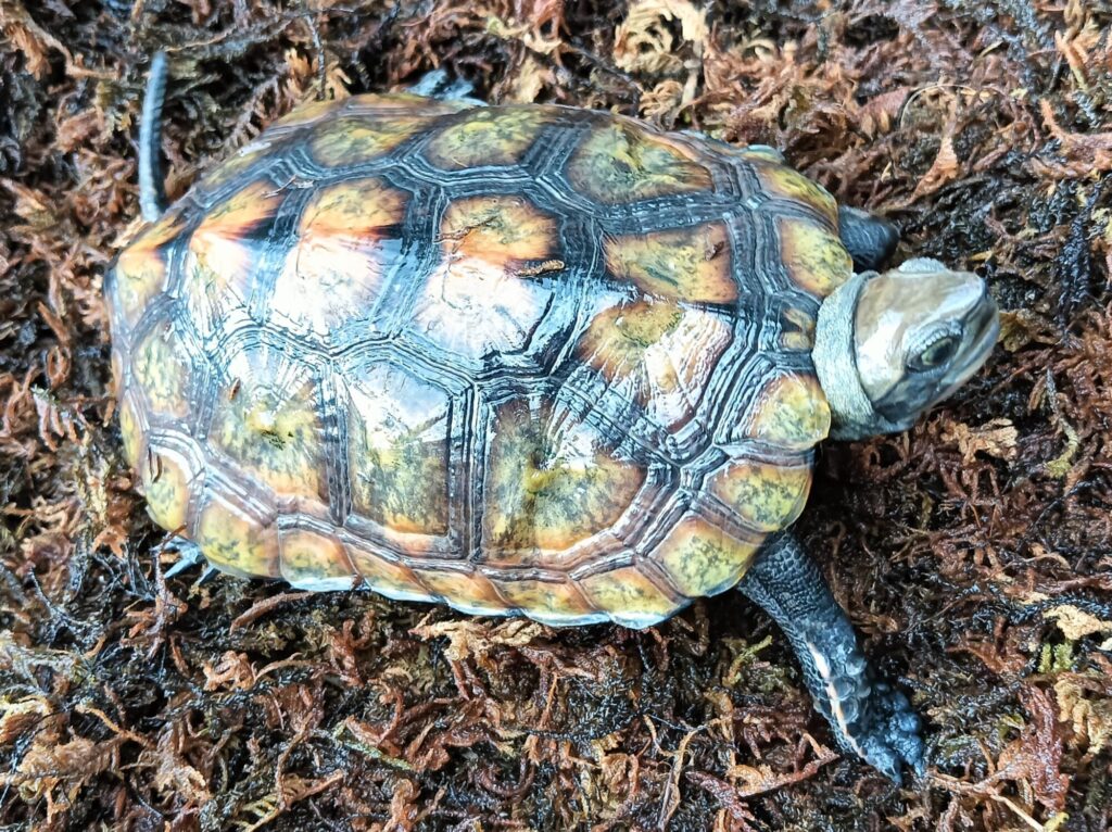 ニホンイシガメ　販売