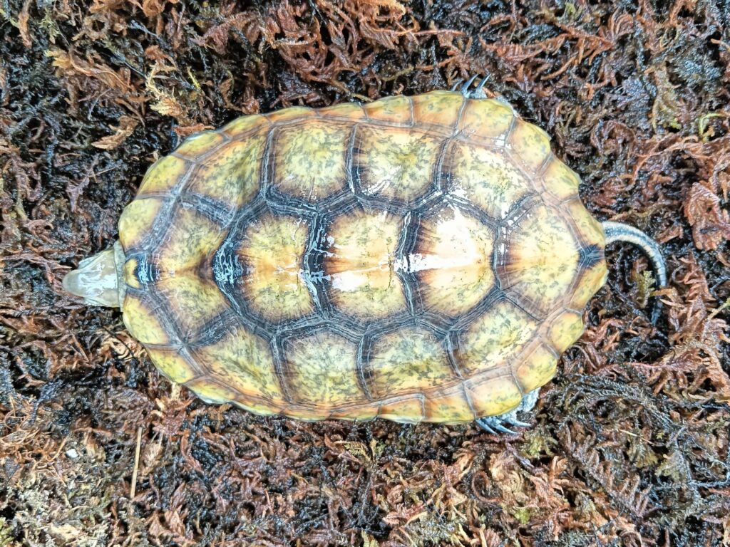 ニホンイシガメ　販売