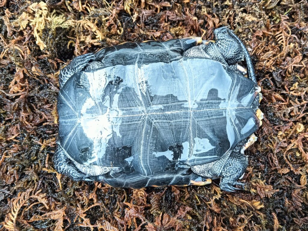 ニホンイシガメ　販売