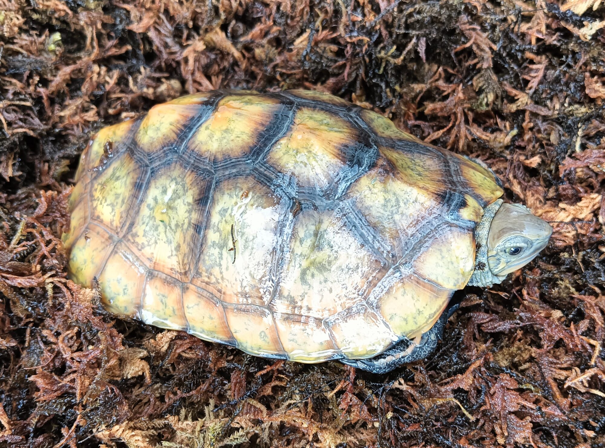 ニホンイシガメ　販売