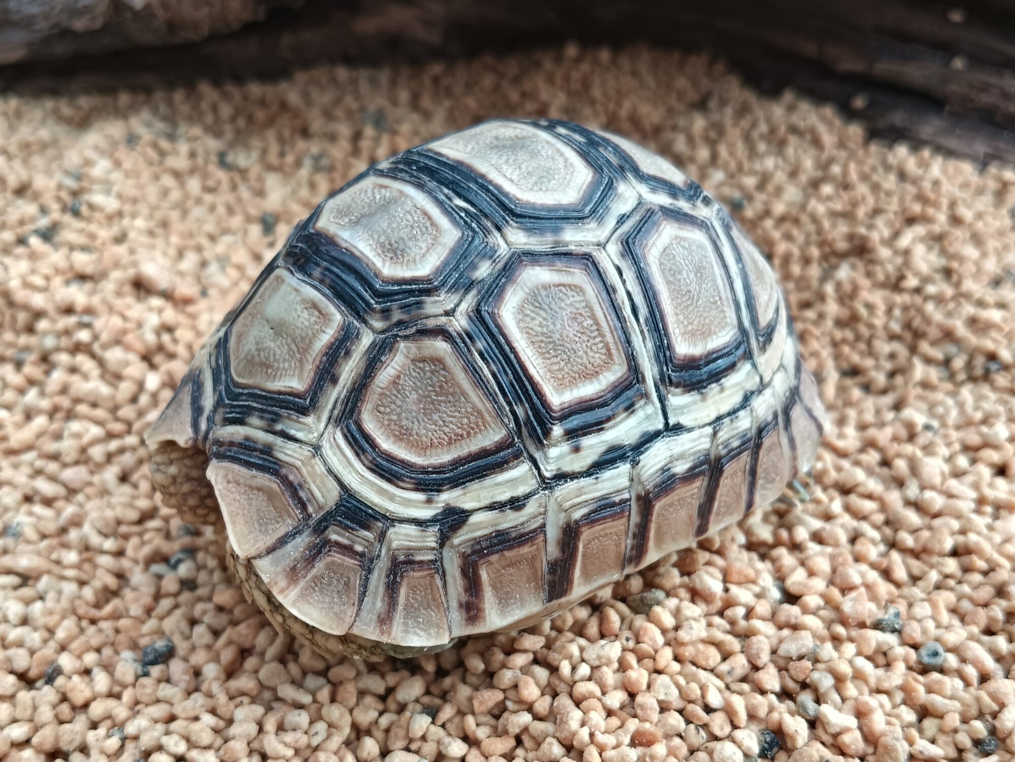 ヒョウモンガメ　販売