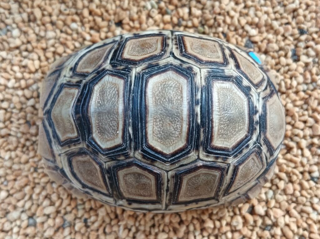 ヒョウモンガメ　販売