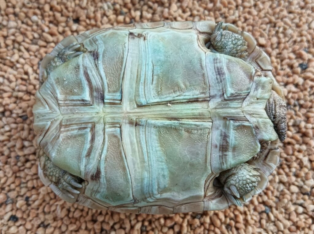 ヒョウモンガメ　販売