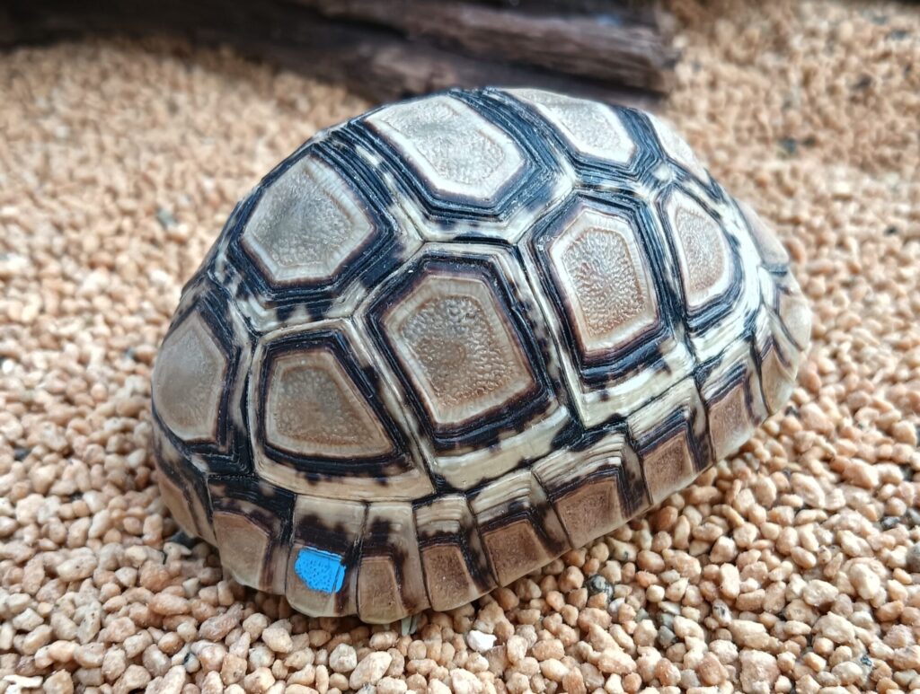 ヒョウモンガメ　販売