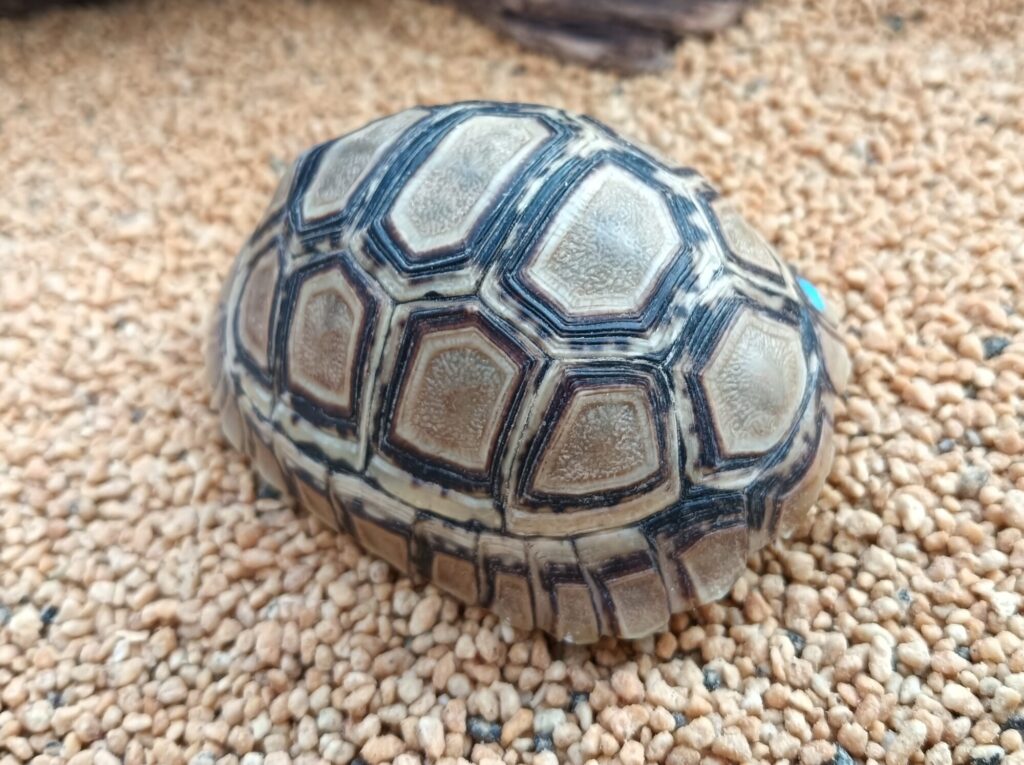 ヒョウモンガメ　販売