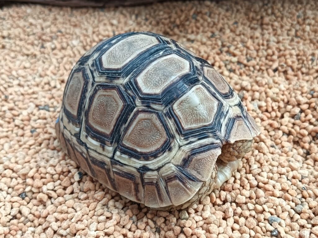 ヒョウモンガメ　販売