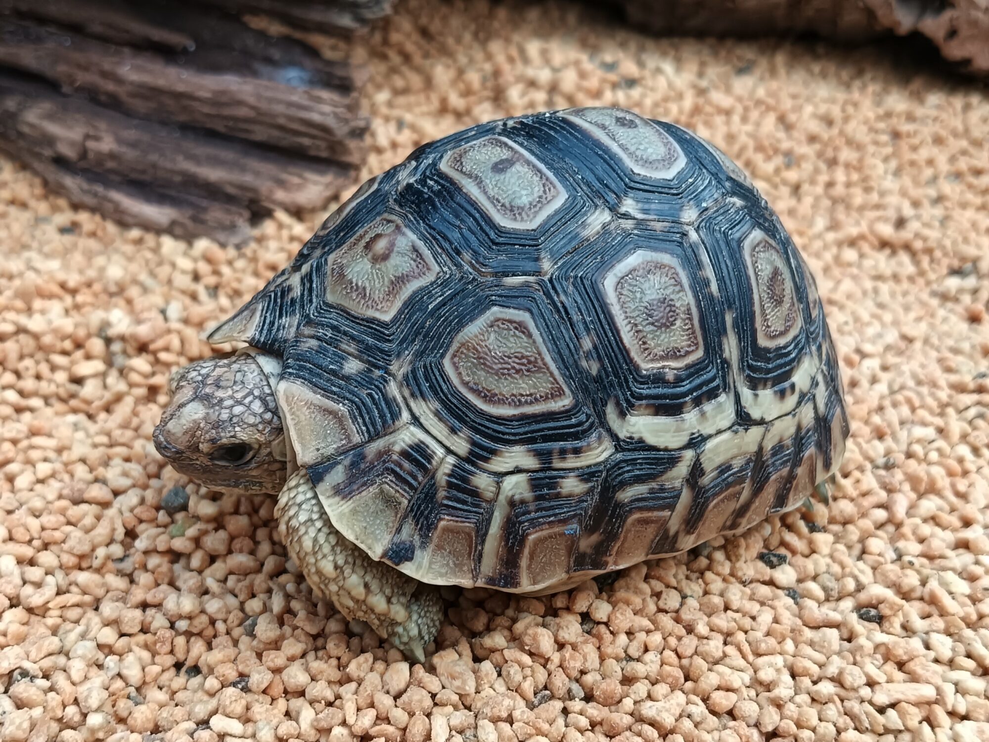 ヒョウモンガメ　販売