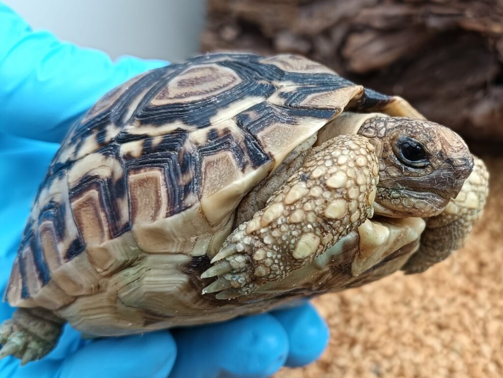 ヒョウモンガメ　販売