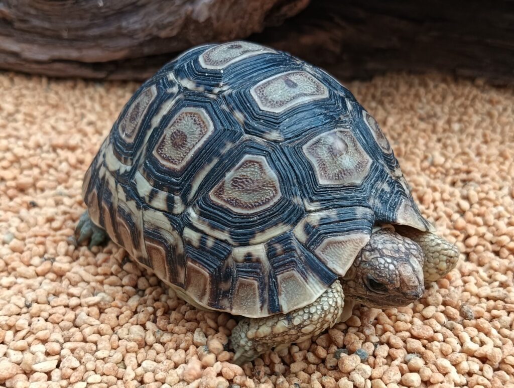 ヒョウモンガメ　販売