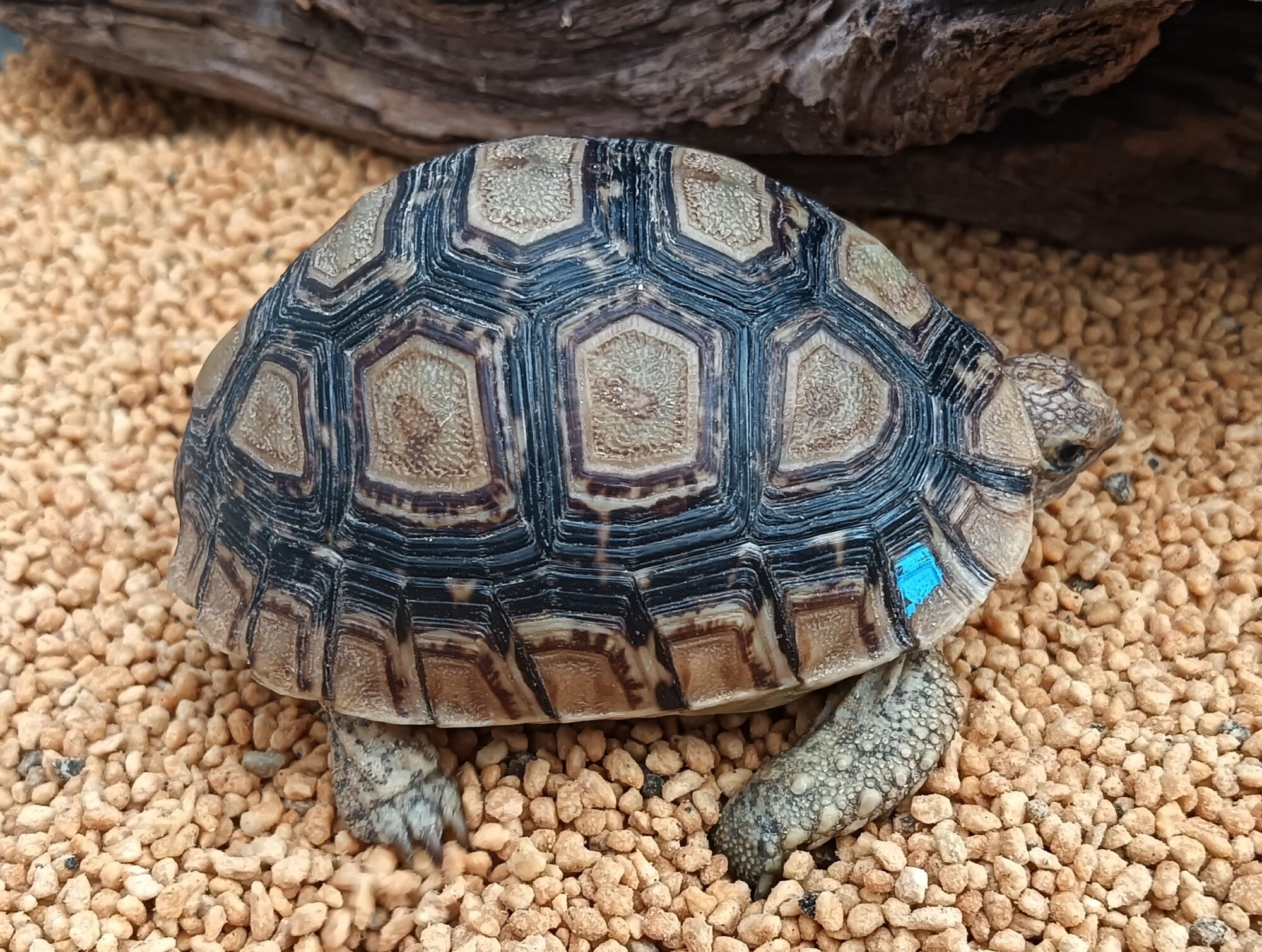 ヒョウモンガメ　販売