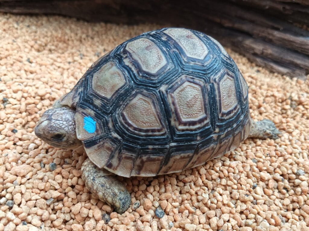 ヒョウモンガメ　販売