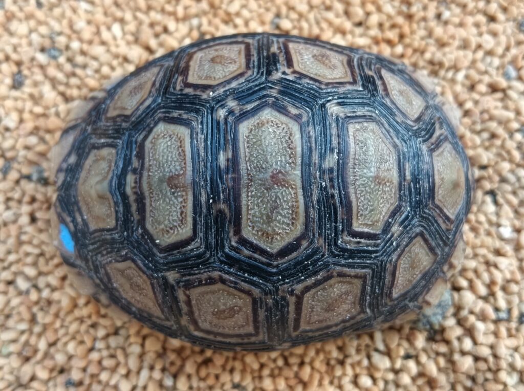 ヒョウモンガメ　販売