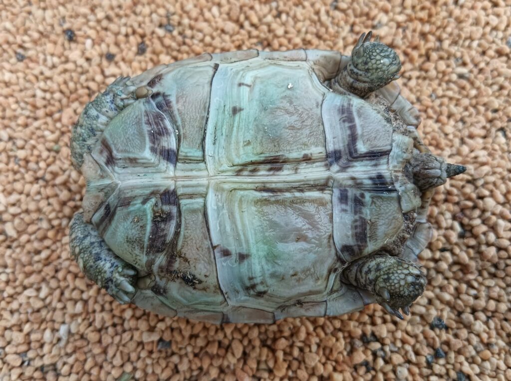 ヒョウモンガメ　販売