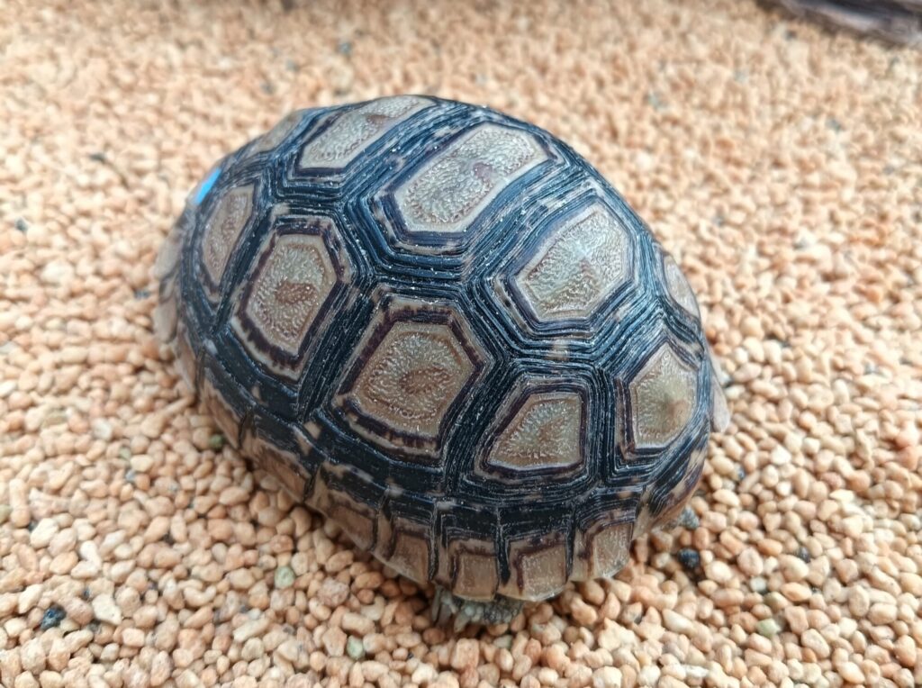 ヒョウモンガメ　販売