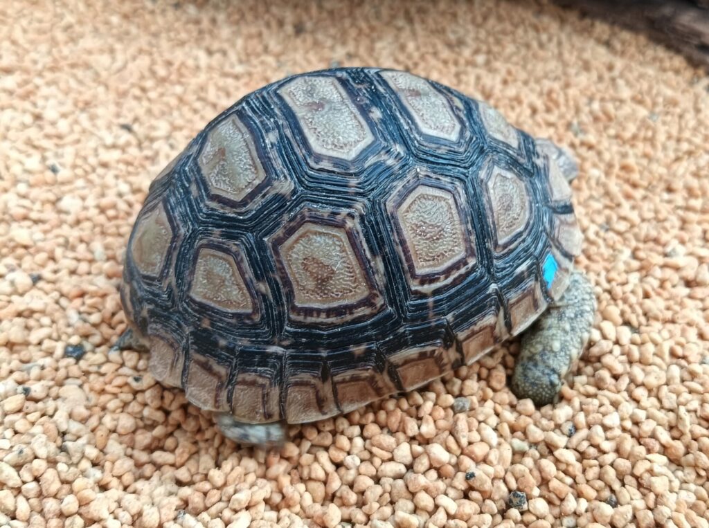 ヒョウモンガメ　販売