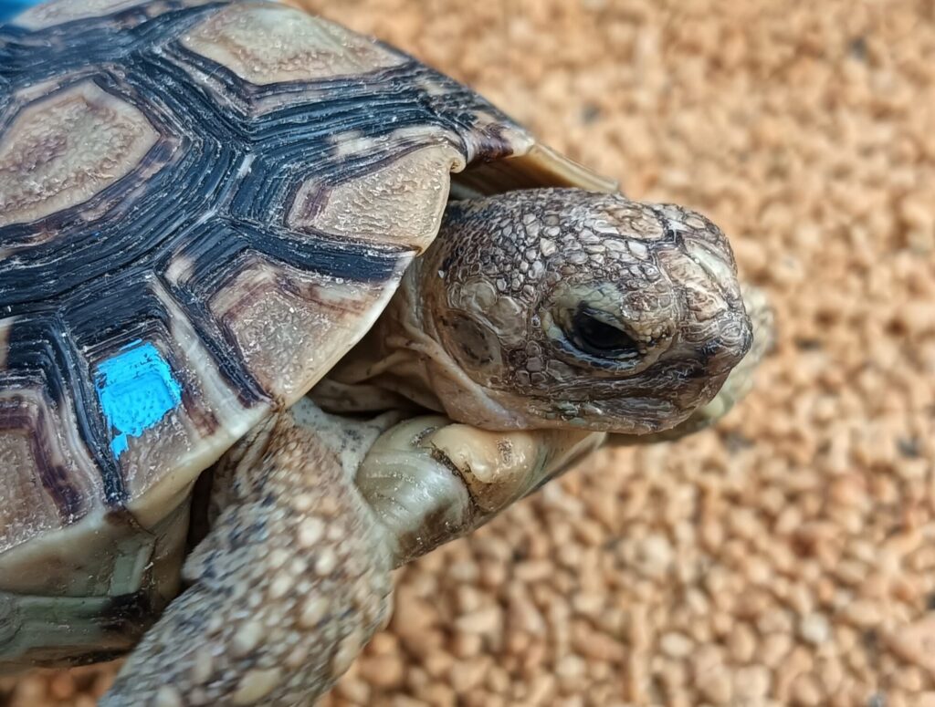 ヒョウモンガメ　販売