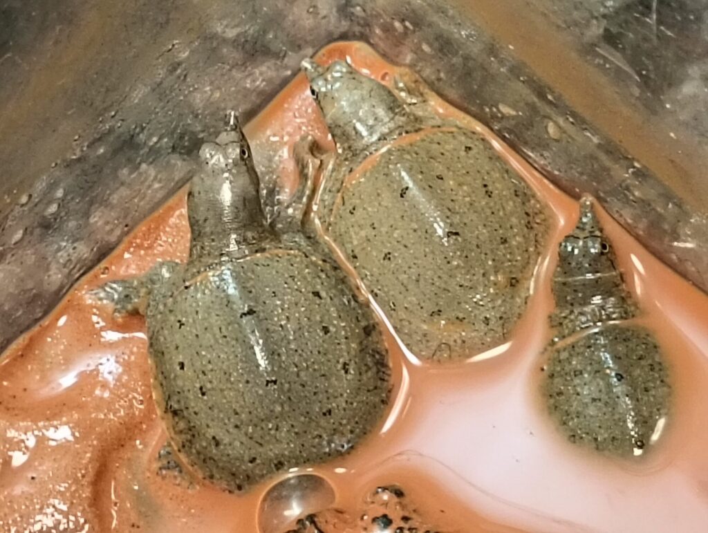 ニホンスッポン　販売