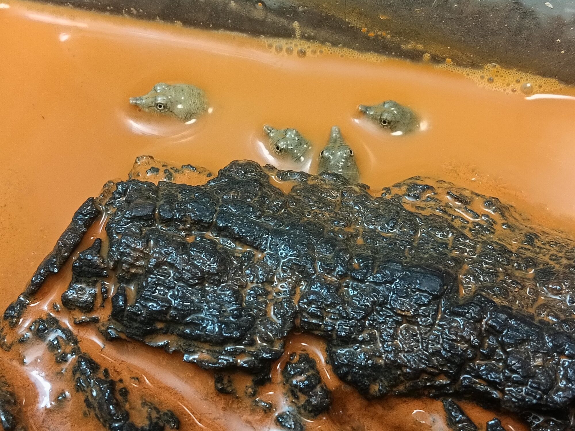 New Arrivals：T.carolina P.japonicus M.japonica etc…