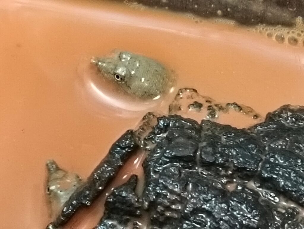 ニホンスッポン　販売