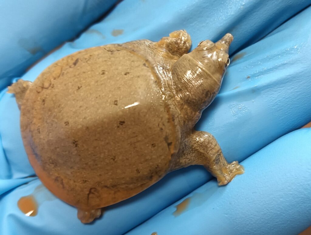 ニホンスッポン　販売