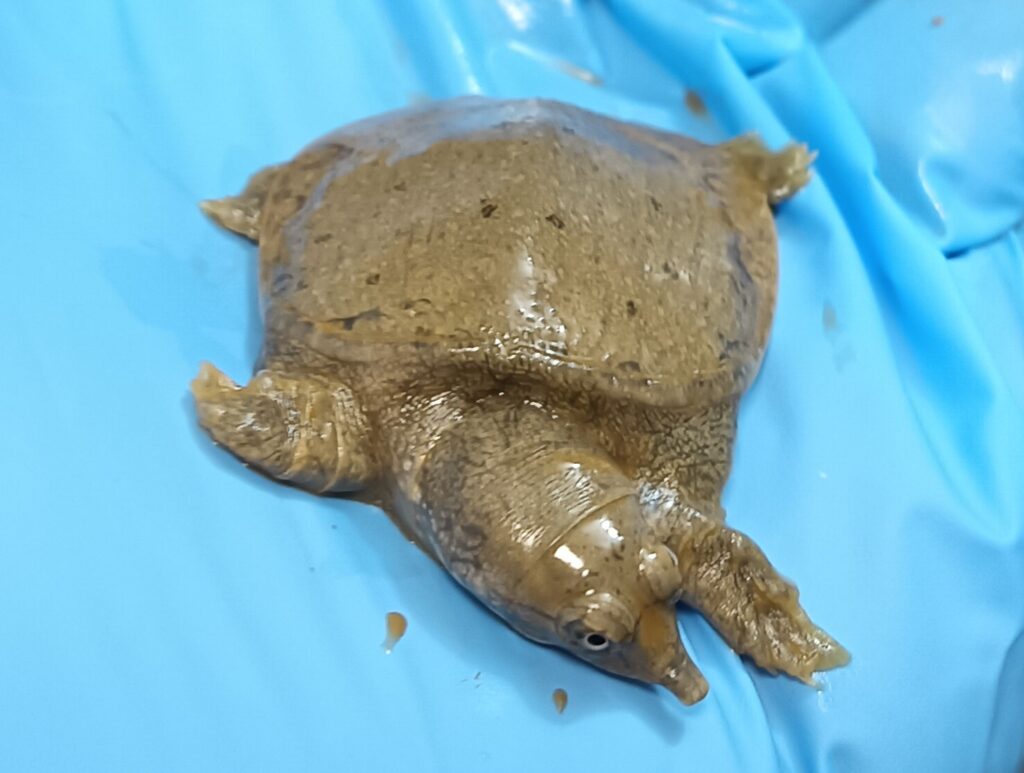 ニホンスッポン　販売