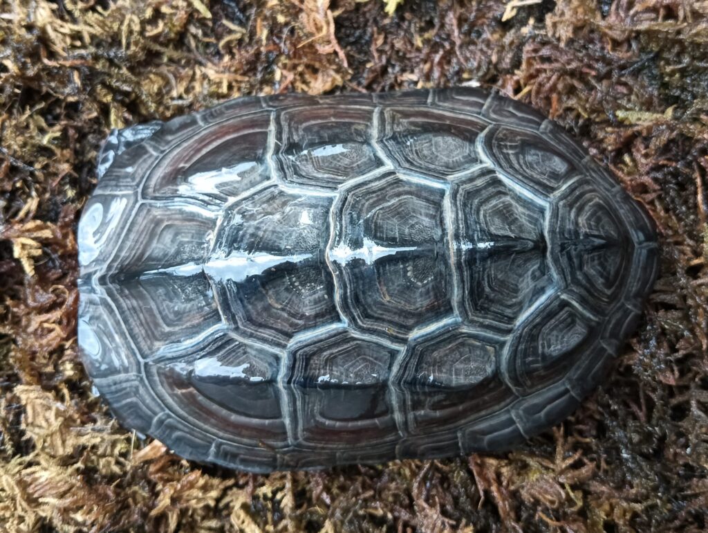 クサガメ　メラニスティック　販売