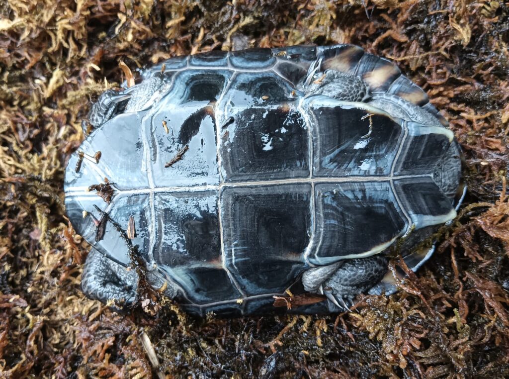 クサガメ　メラニスティック　販売