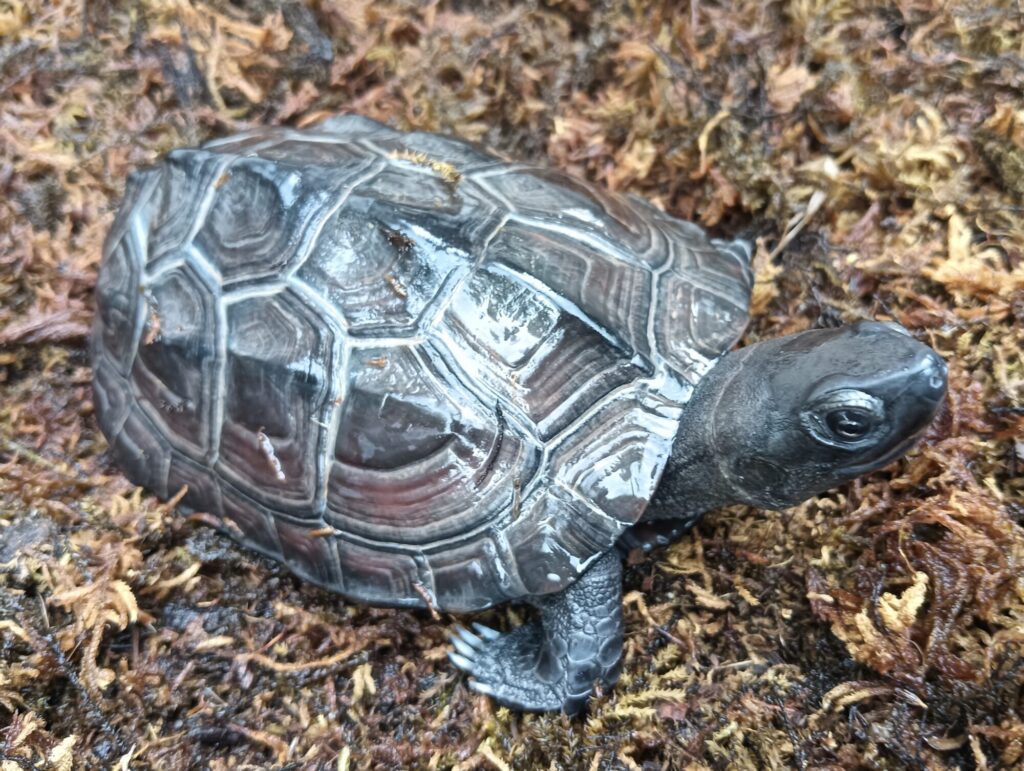 クサガメ　メラニスティック　販売