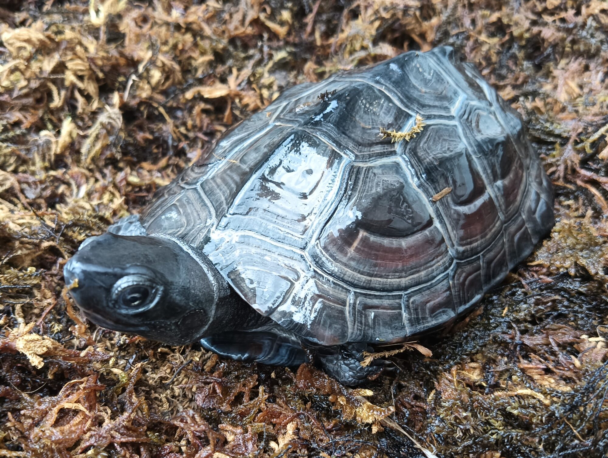 クサガメ　メラニスティック　販売