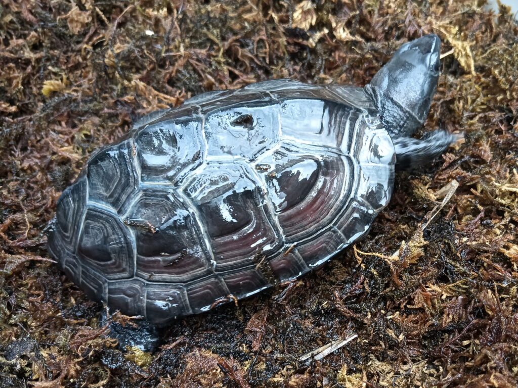 クサガメ　メラニスティック　販売