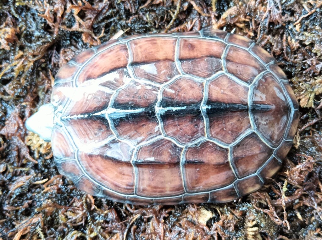 クサガメ　パステルアルビノ　販売