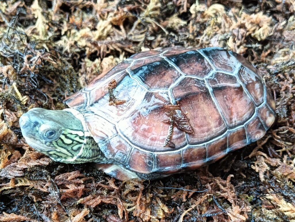 クサガメ　パステルアルビノ　販売