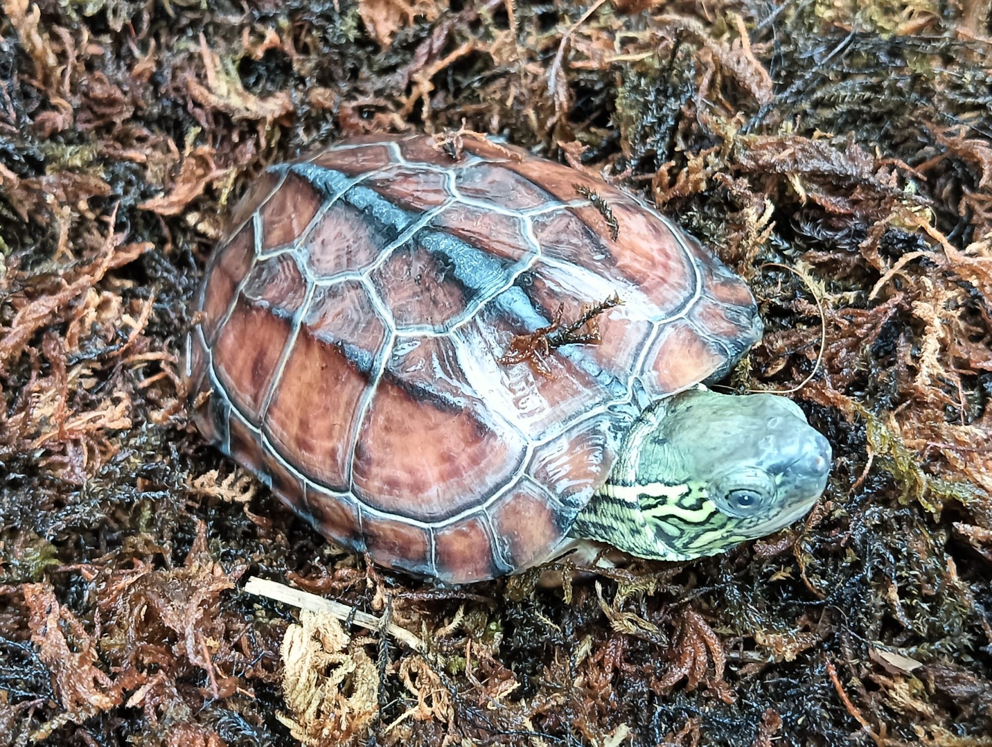 クサガメ　パステルアルビノ　販売