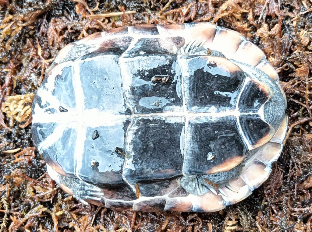 クサガメ　パステルアルビノ　販売