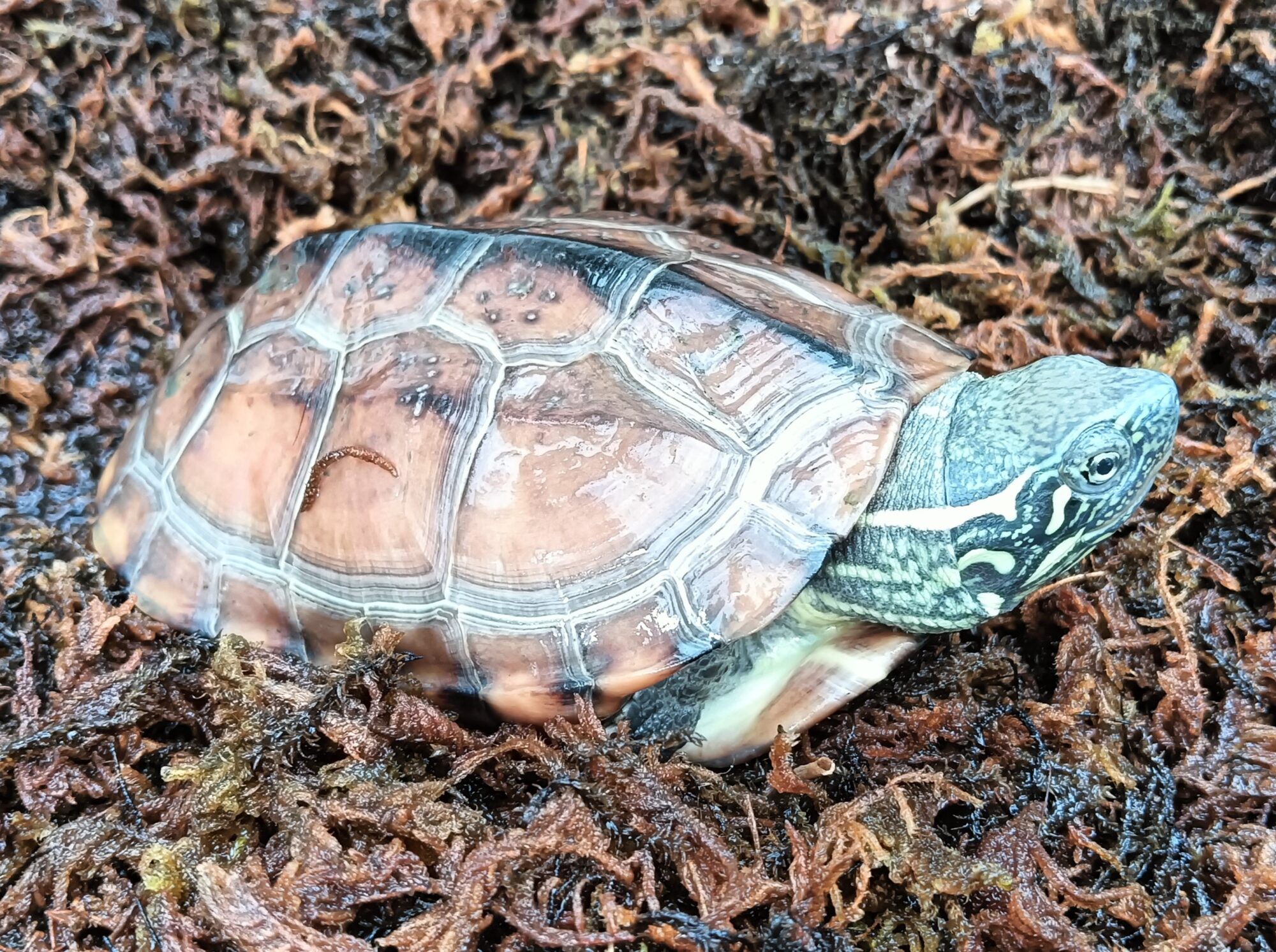 クサガメ　パステルアルビノ　販売