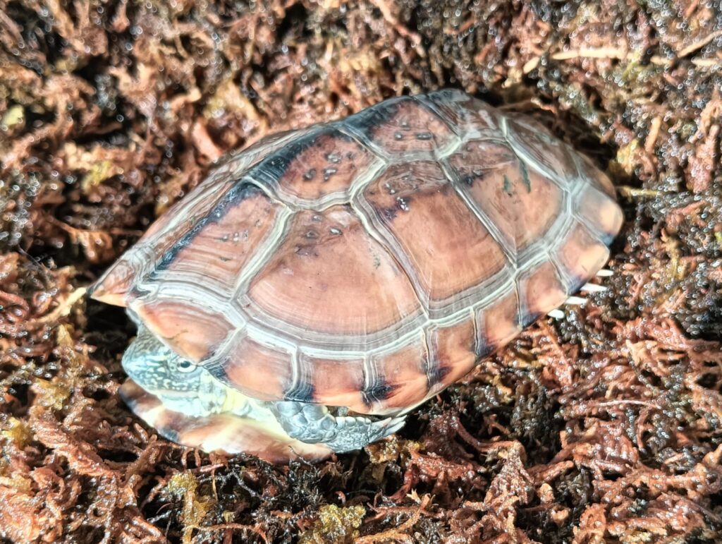 クサガメ　パステルアルビノ　販売