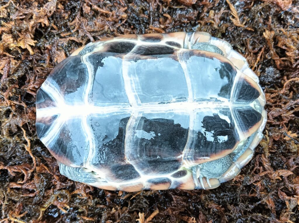 クサガメ　パステルアルビノ　販売