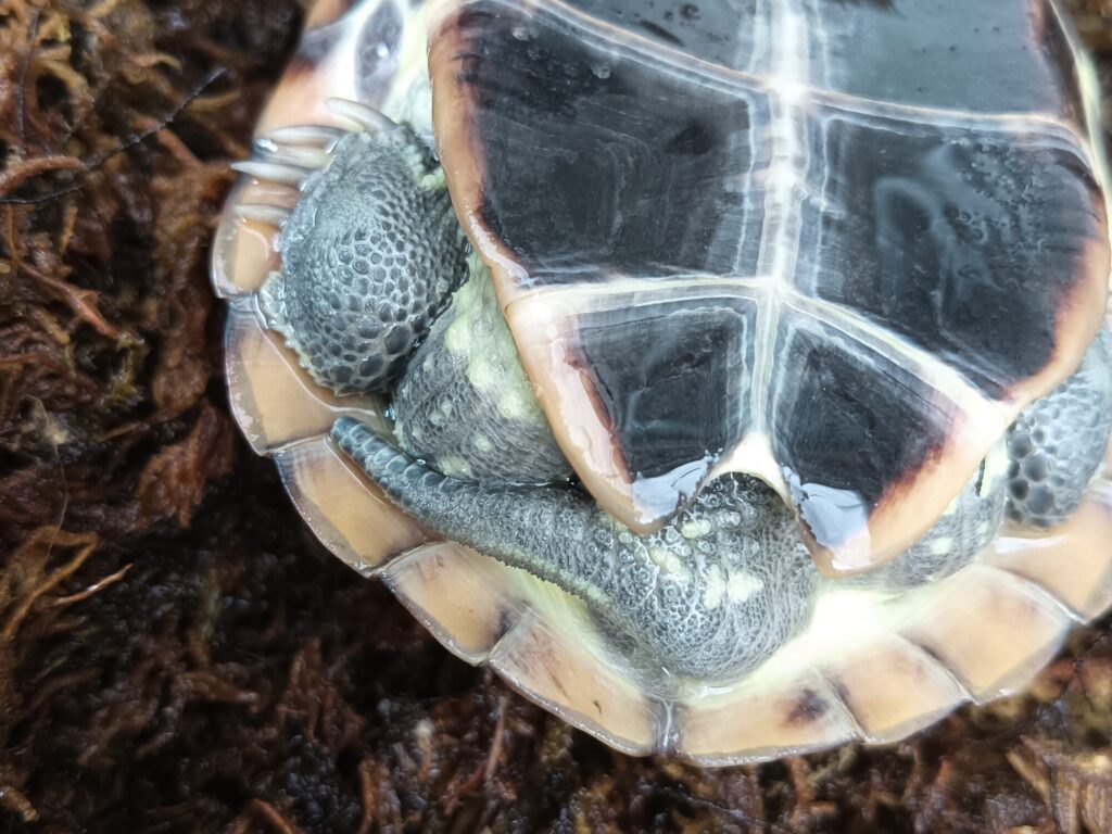 クサガメ　パステルアルビノ　販売