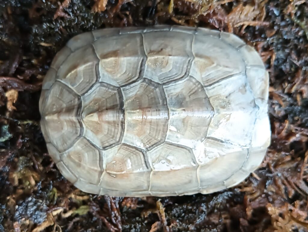 クサガメ　ハイポ　販売