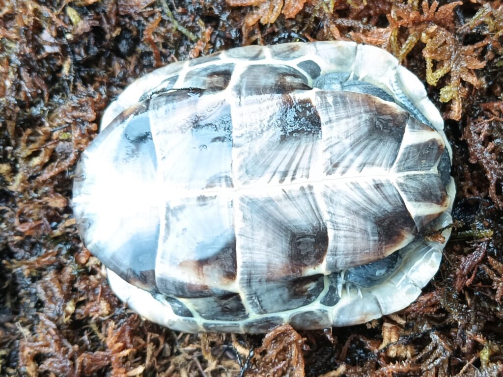 クサガメ　ハイポ　販売